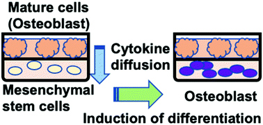 Graphical abstract: Induction of mesenchymal stem cell differentiation by co-culturing with mature cells in double-layered 2-methacryloyloxyethyl phosphorylcholine polymer hydrogel matrices