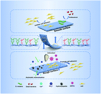 Graphical abstract: A bioinspired Janus polyurethane membrane for potential periodontal tissue regeneration