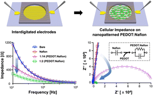 Graphical abstract: Sensitivity enhancement of an impedance-based cellular biosensor by a nanopatterned PEDOT:Nafion interface