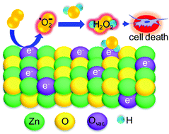 Graphical abstract: Cytotoxicity of ZnO nanoparticles under dark conditions via oxygen vacancy dependent reactive oxygen species generation
