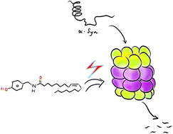 Graphical abstract: Oleic amide derivatives as small molecule stimulators of the human proteasome's core particle