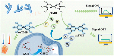 Graphical abstract: Heterojunction MnO2-nanosheet-decorated Ag nanowires with enhanced oxidase-like activity for the sensitive dual-mode detection of glutathione