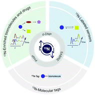 Graphical abstract: State-of-the-art accounts of hyperpolarized 15N-labeled molecular imaging probes for magnetic resonance spectroscopy and imaging