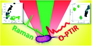 Graphical abstract: Simultaneous Raman and infrared spectroscopy: a novel combination for studying bacterial infections at the single cell level