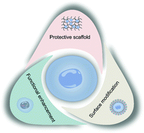 Graphical abstract: Recent advances in biomaterial-assisted cell therapy