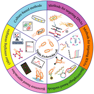 Graphical abstract: Progress in methods for the detection of viable Escherichia coli