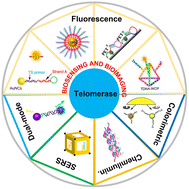 Graphical abstract: Recent advances in optical biosensing and imaging of telomerase activity and relevant signal amplification strategies