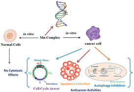 Graphical abstract: Interactions of Mn complexes with DNA: the relevance of therapeutic applications towards cancer treatment