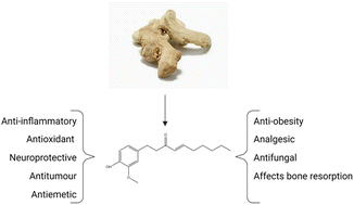 Graphical abstract: An overview of 6-shogaol: new insights into its pharmacological properties and potential therapeutic activities