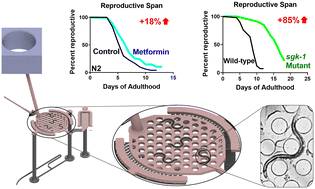 Graphical abstract: CeLab, a microfluidic platform for the study of life history traits, reveals metformin and SGK-1 regulation of longevity and reproductive span