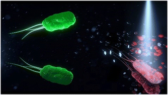 Graphical abstract: Photoresponsive MoS2 and WS2 microflakes as mobile biocide agents