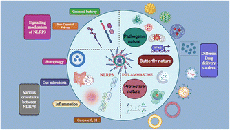 Graphical abstract: Functionalized nanomaterials targeting NLRP3 inflammasome driven immunomodulation: Friend or Foe