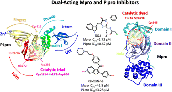 Graphical abstract: Main and papain-like proteases as prospective targets for pharmacological treatment of coronavirus SARS-CoV-2