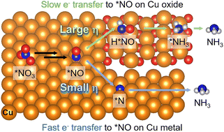 Graphical abstract: Identifying the active sites and intermediates on copper surfaces for electrochemical nitrate reduction to ammonia