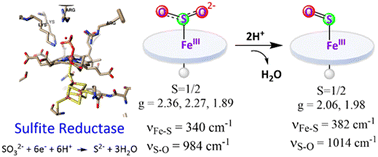 Graphical abstract: Intermediates involved in the reduction of SO2: insight into the mechanism of sulfite reductases