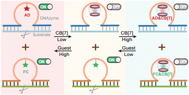 Graphical abstract: Host–guest recognition-mediated reversible and orthogonal regulation of DNAzyme activity