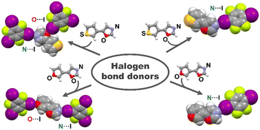 Graphical abstract: Evaluation of halogen bonding proclivity of oxazole derivatives carrying multiple acceptor sites in cocrystals with perfluorinated iodobenzenes