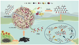 Graphical abstract: Efficient degradation of tetracycline via peroxymonosulfate activation by phosphorus-doped biochar loaded with cobalt nanoparticles