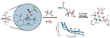 Graphical abstract: Direct O2 mediated oxidation of a Ni(ii)N3O structural model complex for the active site of nickel acireductone dioxygenase (Ni-ARD): characterization, biomimetic reactivity, and enzymatic implications