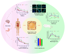 Graphical abstract: Understanding the mechanism of high viscosity food delaying gastric emptying