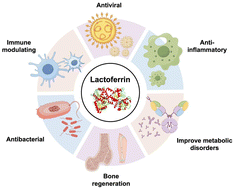 Graphical abstract: A review of the biological activities of lactoferrin: mechanisms and potential applications