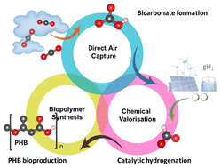 Graphical abstract: Upcycling atmospheric CO2 to polyhydroxyalkanoates via sequential chemo-biocatalytic processes