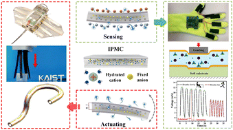 Graphical abstract: Perspective on the development and application of ionic polymer metal composites: from actuators to multifunctional sensors