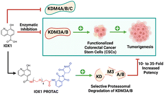 Graphical abstract: Novel PROTAC probes targeting KDM3 degradation to eliminate colorectal cancer stem cells through inhibition of Wnt/β-catenin signaling