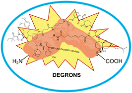 Graphical abstract: Exploration of degrons and their ability to mediate targeted protein degradation