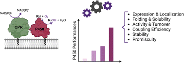 Graphical abstract: Debottlenecking cytochrome P450-dependent metabolic pathways for the biosynthesis of commercial natural products