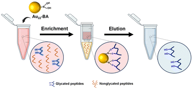 Graphical abstract: Effective enrichment of glycated proteome using ultrasmall gold nanoclusters functionalized with boronic acid