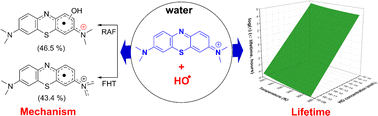 Graphical abstract: Reaction of methylene blue with OH radicals in the aqueous environment: mechanism, kinetics, products and risk assessment