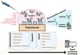 Graphical abstract: Emerging trends in the cystatin C sensing technologies: towards better chronic kidney disease management