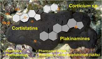 Graphical abstract: Cortistatin and plakinamine steroidal alkaloids from the marine sponges of the genus Corticium: insights into their chemistry, pharmacology, pharmacokinetics and structure activity relationships (SARs)