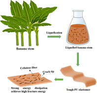 Graphical abstract: A lignocellulosic biomass-derived polyurethane elastomer with high toughness and excellent crack tolerance