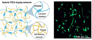 Graphical abstract: Improving the bioactivity and mechanical properties of poly(ethylene glycol)-based hydrogels through a supramolecular support network