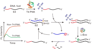 Graphical abstract: A renewable enzyme-driven dissipative DNA strand displacement strategy for T4 polynucleotide kinase activity assay and inhibitor screening