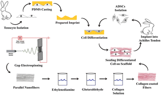 Graphical abstract: The regenerative capacity of cell imprinting and collagen/PCL scaffolds in gastrocnemius tendon defect