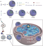Graphical abstract: Cationic PPC liposomes with dual targeting modules for enhanced liver fibrosis therapy via the extracellular matrix barrier
