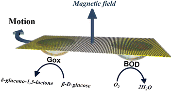 Graphical abstract: Magnetic field-enhanced transformation of biochemical energy into motion of enzyme-modified graphene monolayers