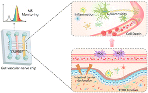Graphical abstract: Integrated microfluidic three-organ chip for real-time toxicity analysis of fluorotelomer alcohols in the gut–vascular–nerve axis