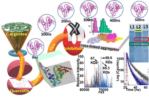 Graphical abstract: Integrated multi-spectroscopic and molecular simulation approaches to decipher inhibition mechanism of late-stage cross-linking glycation by the privileged scaffold quercetin from Celosia argentea