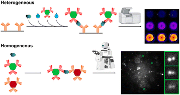Graphical abstract: Bioconjugates of photon-upconversion nanoparticles with antibodies for the detection of prostate-specific antigen and p53 in heterogeneous and homogeneous immunoassays