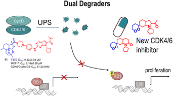 Graphical abstract: Design of pyrrolo[2,3-d]pyrimidine-endoperoxide hybrids as first-in-class dual degraders of cyclin D1/3 and CDK4/6 with potent antiproliferative effects