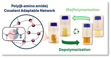 Graphical abstract: Exploring transamidation and chemical recycling of β-amino amide-derived covalent adaptable networks