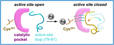 Graphical abstract: Unprecedented allosteric inhibition of E. coli malate dehydrogenase by silver(i) from atomic resolution analysis