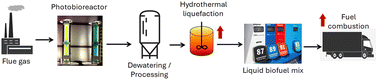 Graphical abstract: Direct flue gas capture for algae cultivation and subsequent valorization: evaluating life cycle emissions and costs