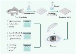 Graphical abstract: Highly transparent and elastic acellular swim bladder with potential application in cornea implantation