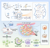 Graphical abstract: Metal ion-driven assembly for constructing a metal–phenolic network nanoparticle-loaded hydrogel as a tumor photothermal-immunotherapy agent