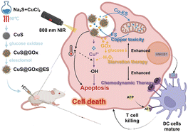 Graphical abstract: A copper sulfide/glucose oxidase/elesclomol nanoplatform for photothermal enhanced copper-induced toxicity/chemodynamic tumor combination therapy
